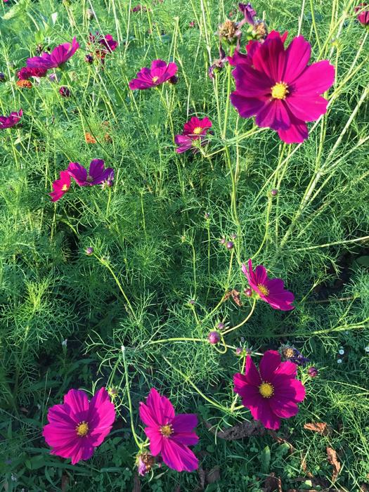 Flower Nature Plant