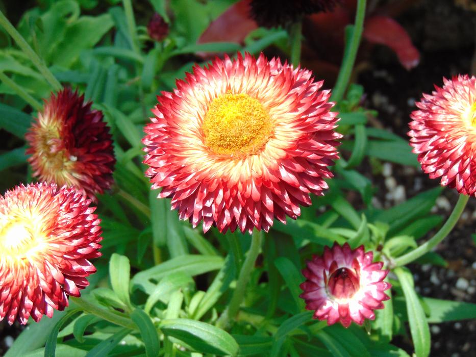 Spring Floral Flower