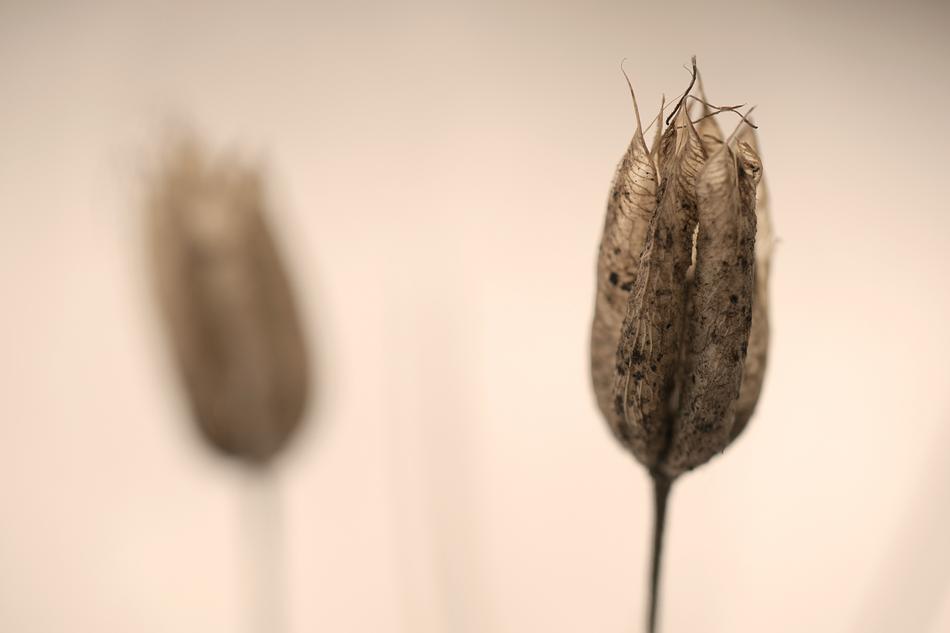 dry plants are beautiful