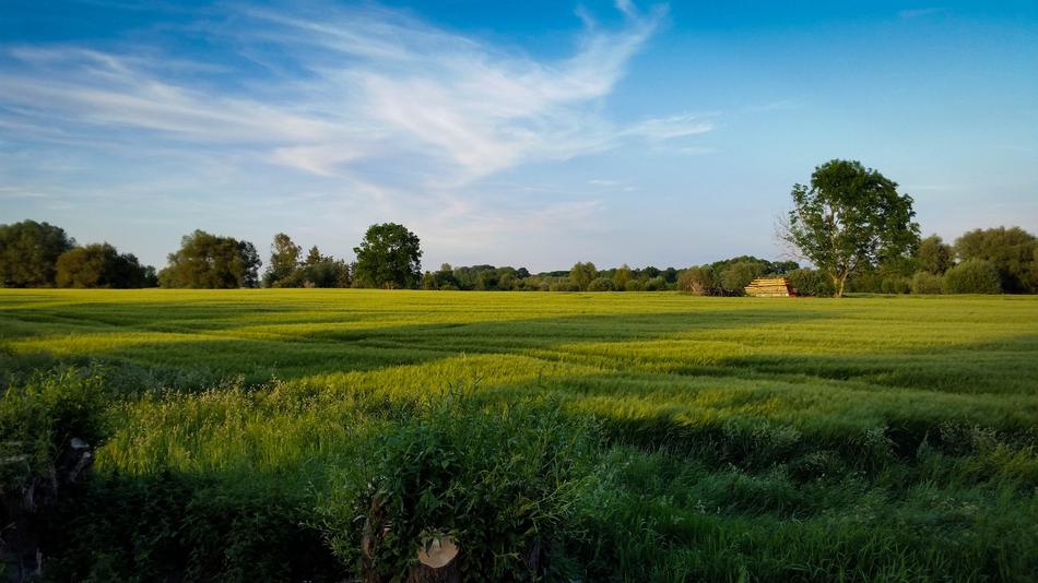 Landscape Gremheim Tree
