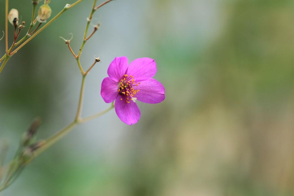 a small flower on a stem