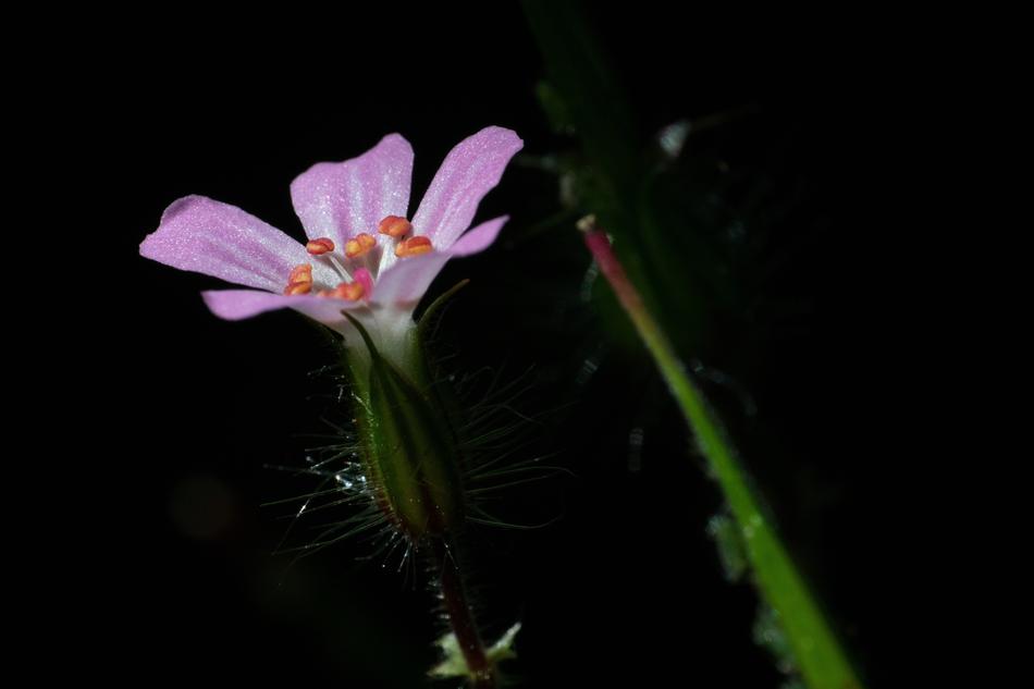 Blossom Bloom Small