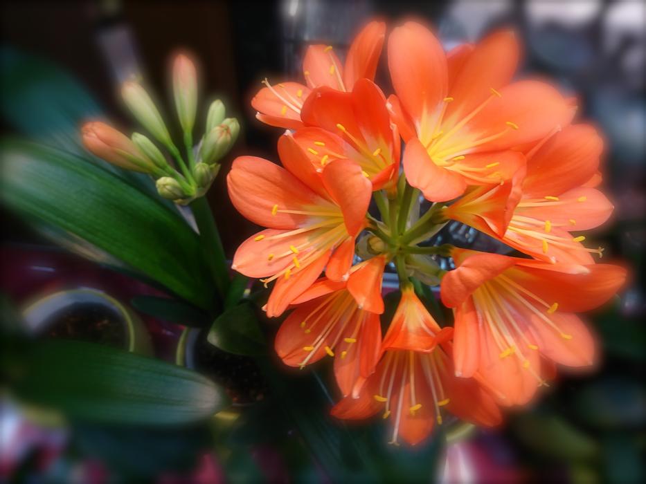 Flower Nature