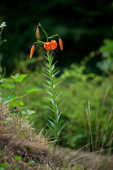 Nature Wildflower Plants