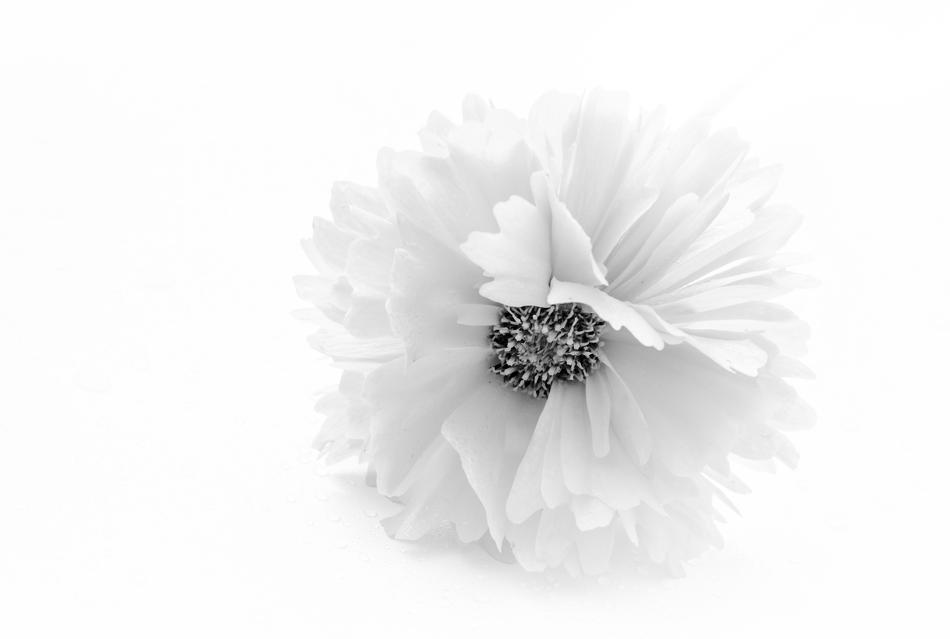 white flower black center