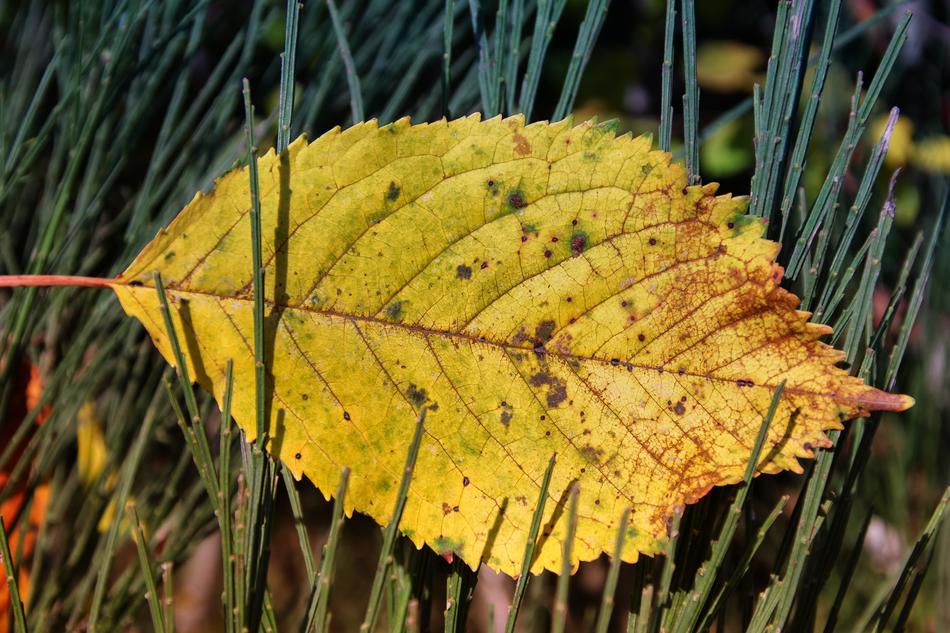 Leaf Nature Plant