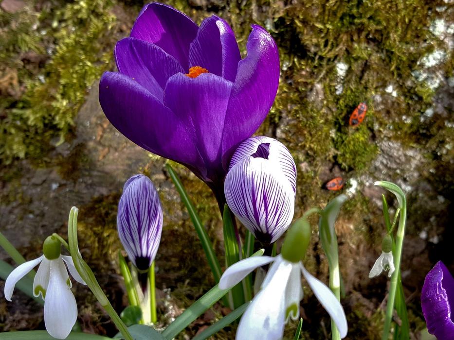 Flower Nature Plant