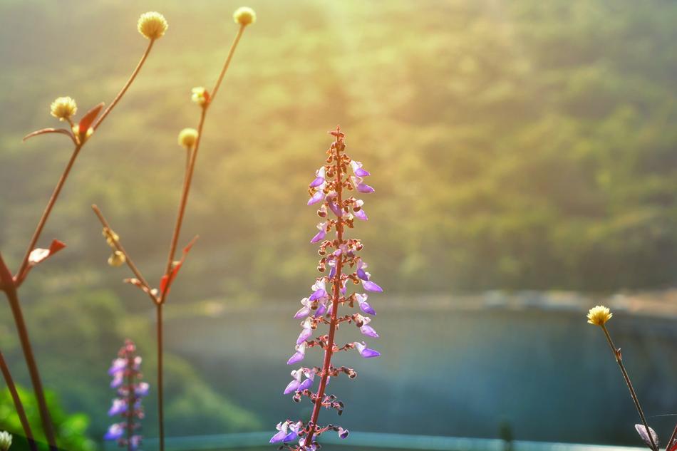 Outdoors Nature Flower