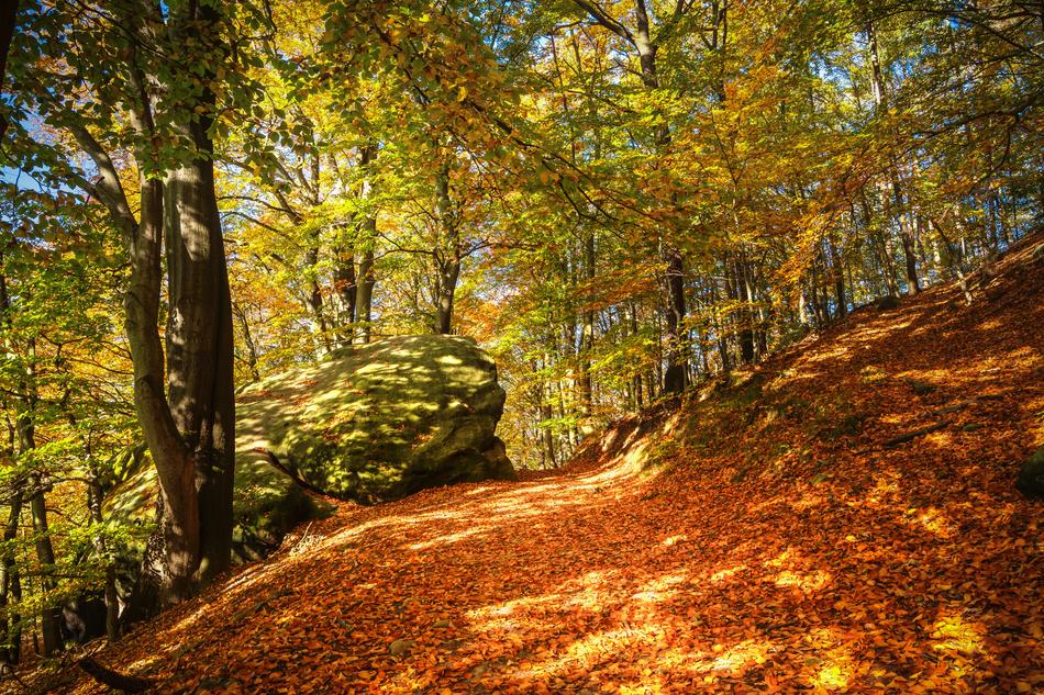 Forest Autumn Fall Foliage