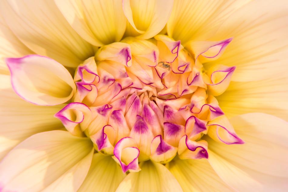Flower Blossom Bloom