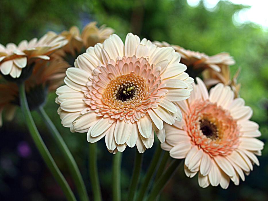 Nature Flora Flower