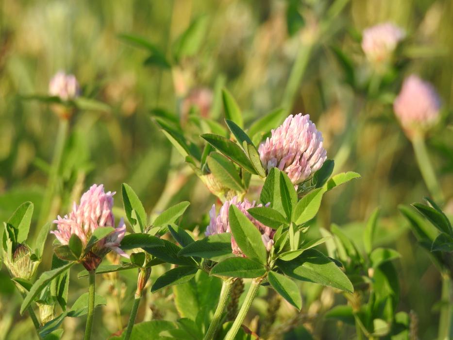 Clover Blooms Flower Purple