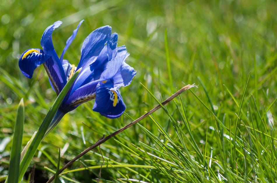 Nature Plant Flower