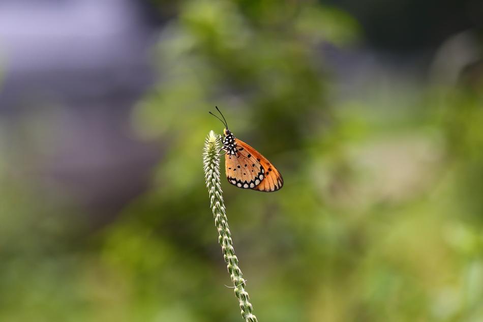 Nature Insect Outdoors