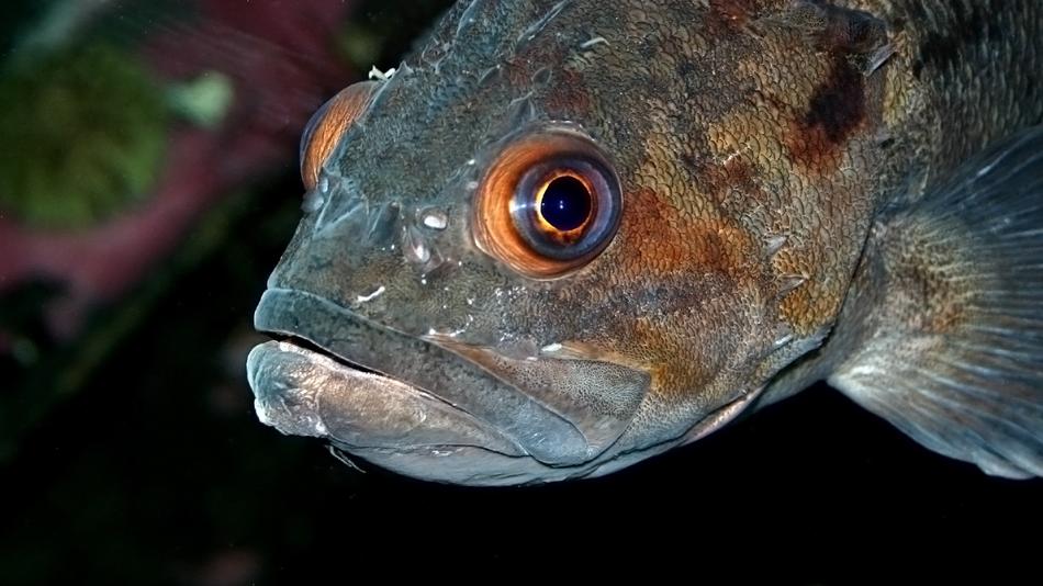 Fish Nature Sea