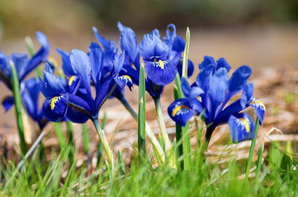 Nature Plant Flower