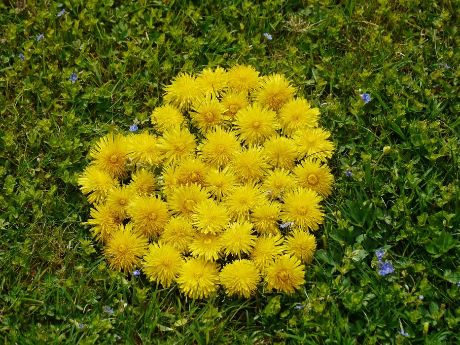 Heart Flower Spring