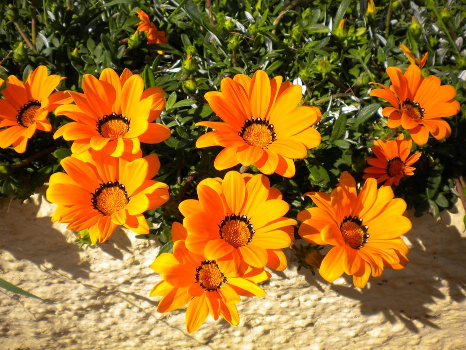 Plant Flower Nature