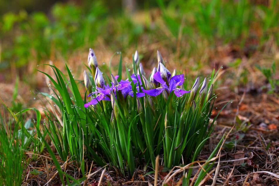 flowers grass forest