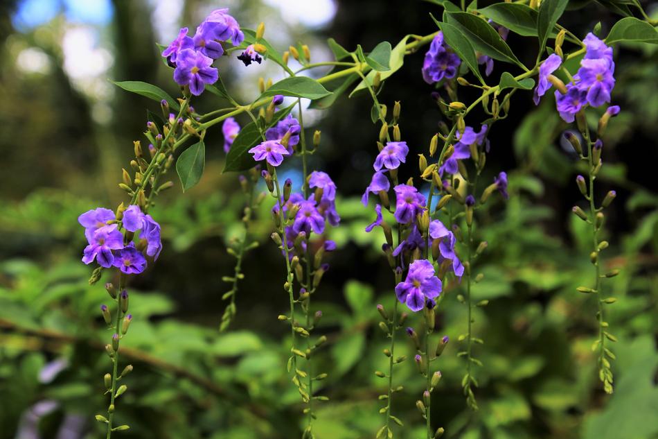 Flower Plant Nature