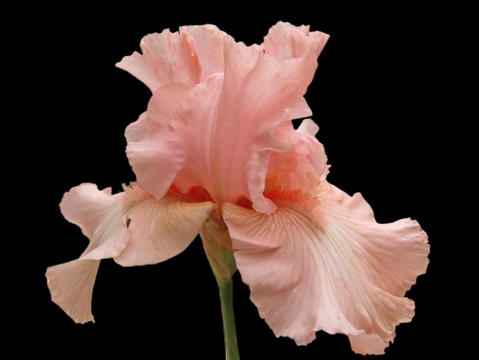 an unusual beautiful flower in the dark