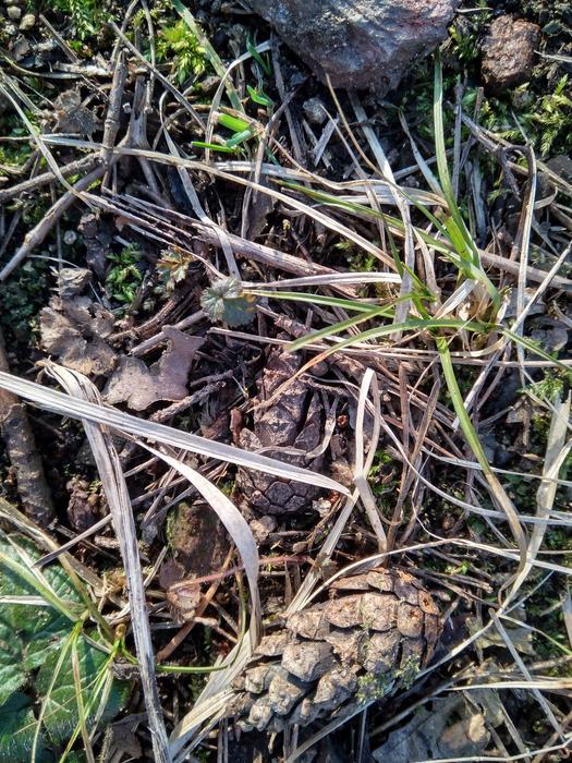 cones grass branches forest