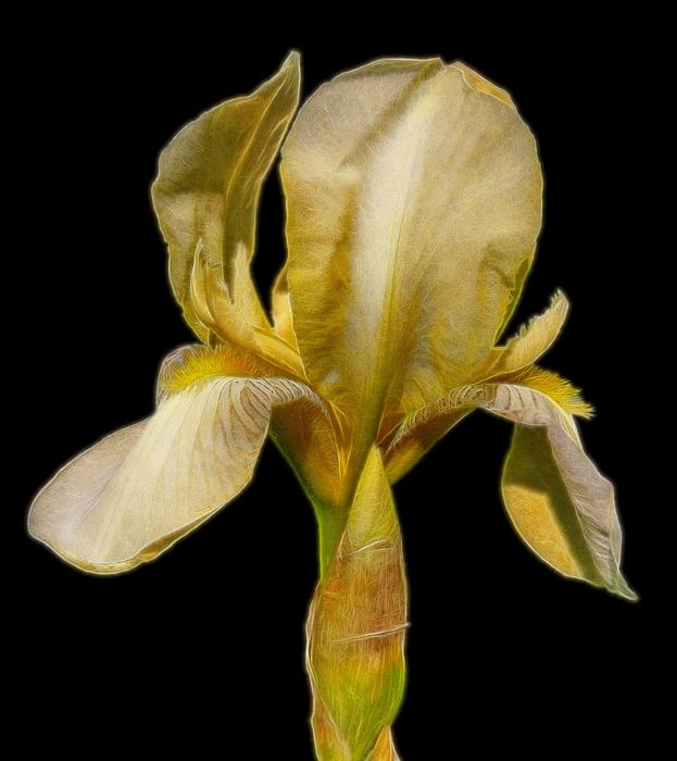 fractalius flower blossom bloom