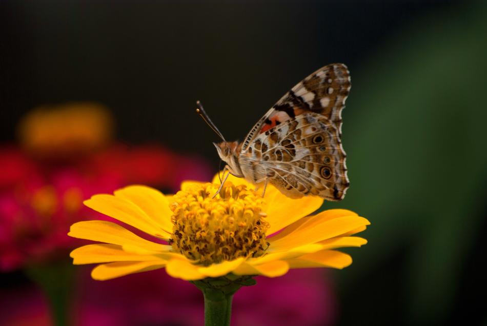 Nature Butterfly Insects