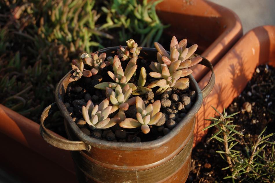 Fat Plants Nature