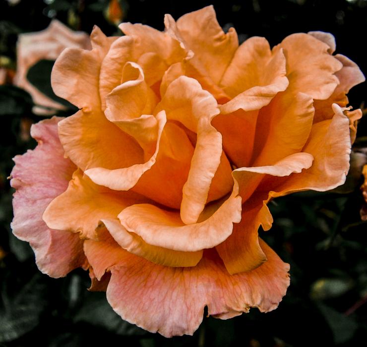 Nature Rose Summer