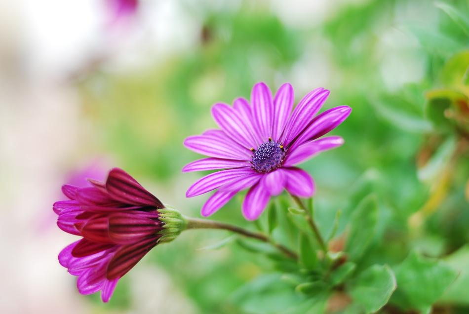 Nature Plant Flower