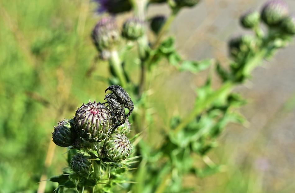 Green thistle with beetle