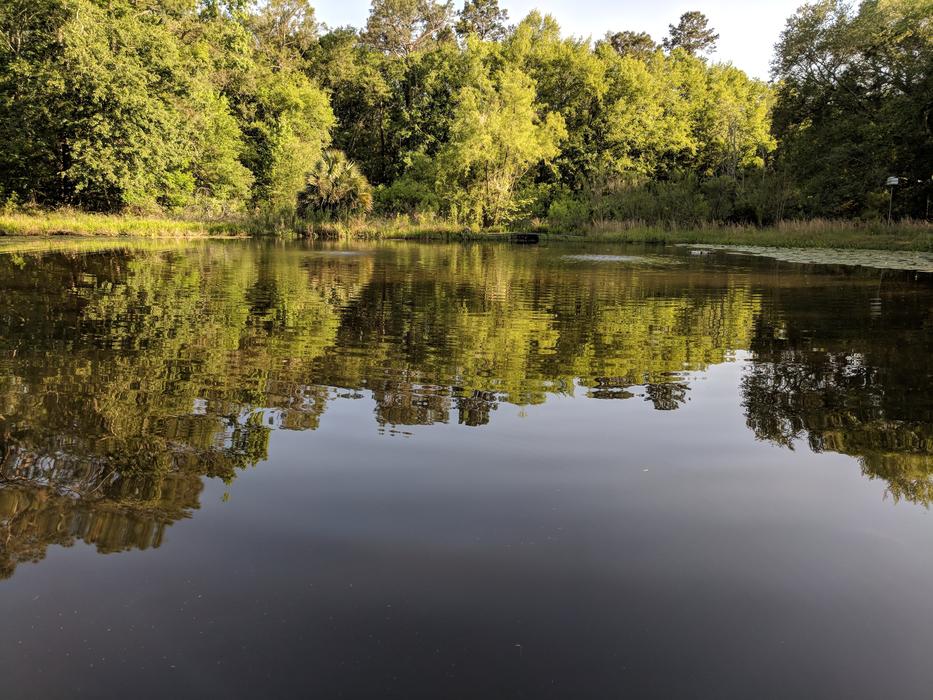green trees with lake landscape