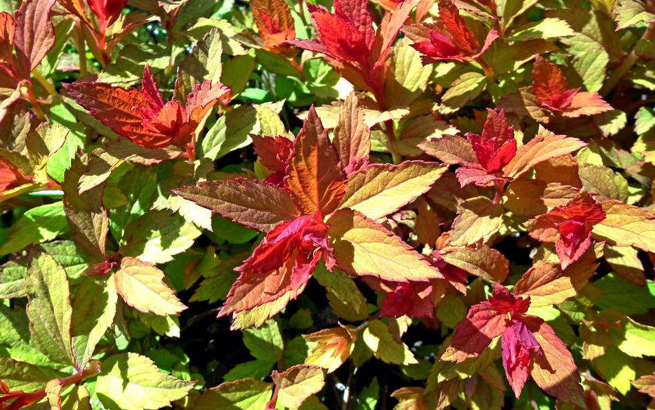 Leaf Japanese Nature