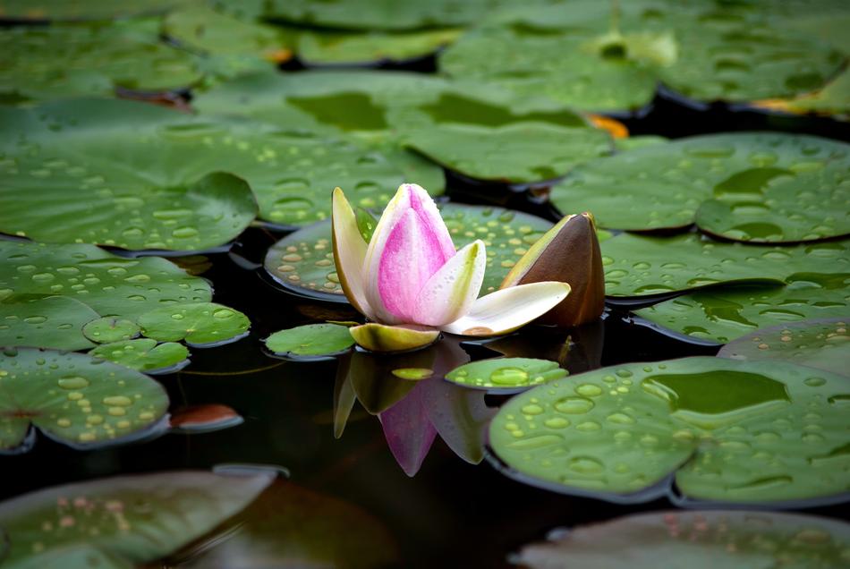 big lily with water lilies in the lake