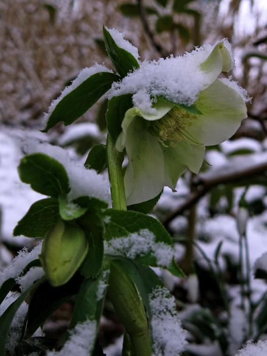 Anemone Blanda Christmas Rose