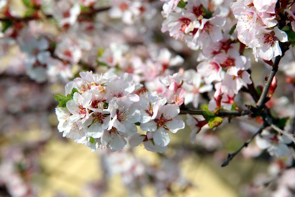 Cherry Bloom Blossoms