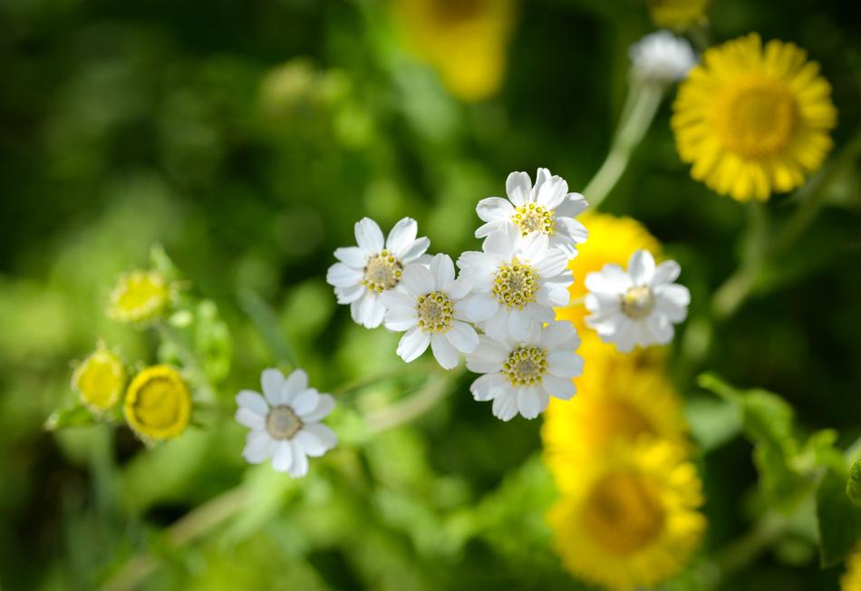 Flower Flora Nature