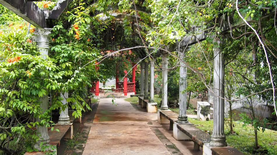 Garden Nature Tree