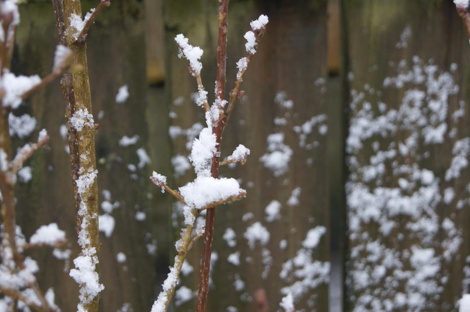 Tree Frost Nature