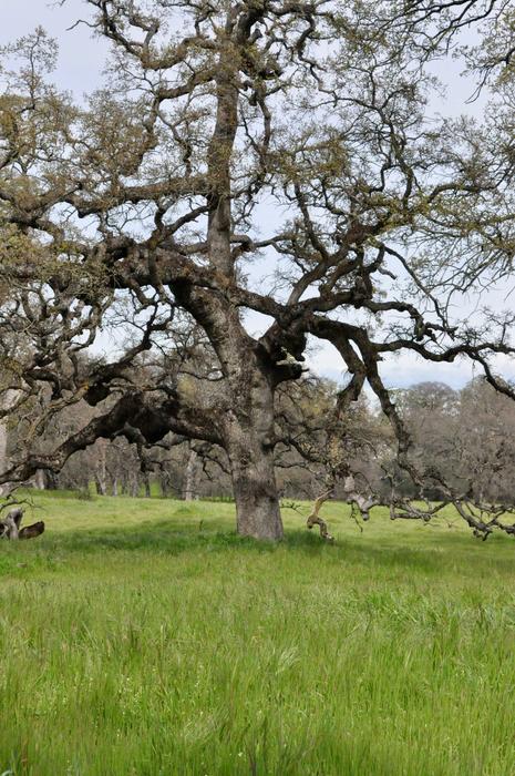 Tree Landscape Nature