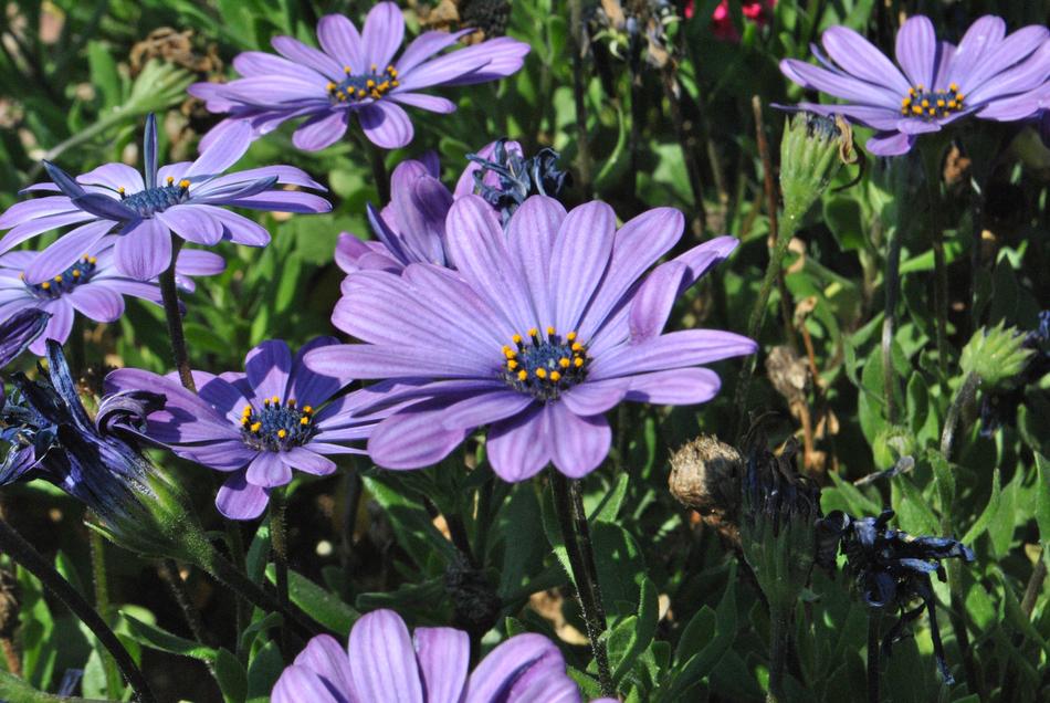 Purple Flowers
