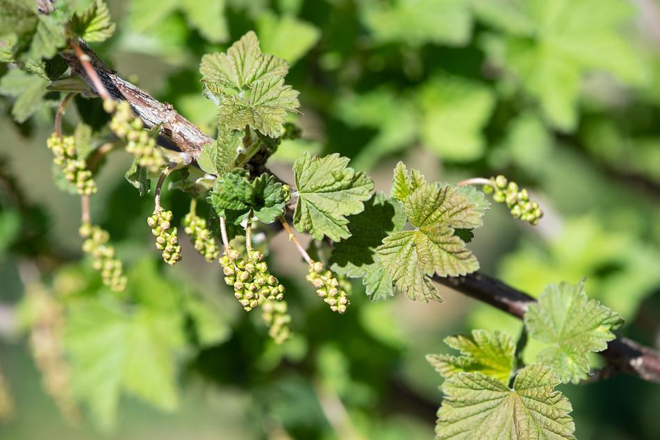 Currants Green
