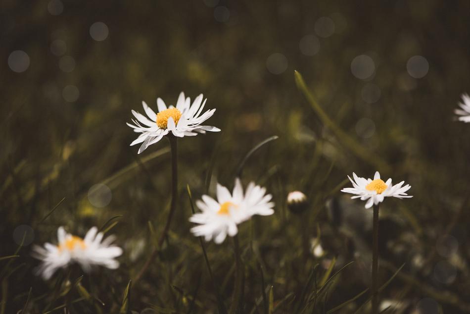 Daisy White Flower