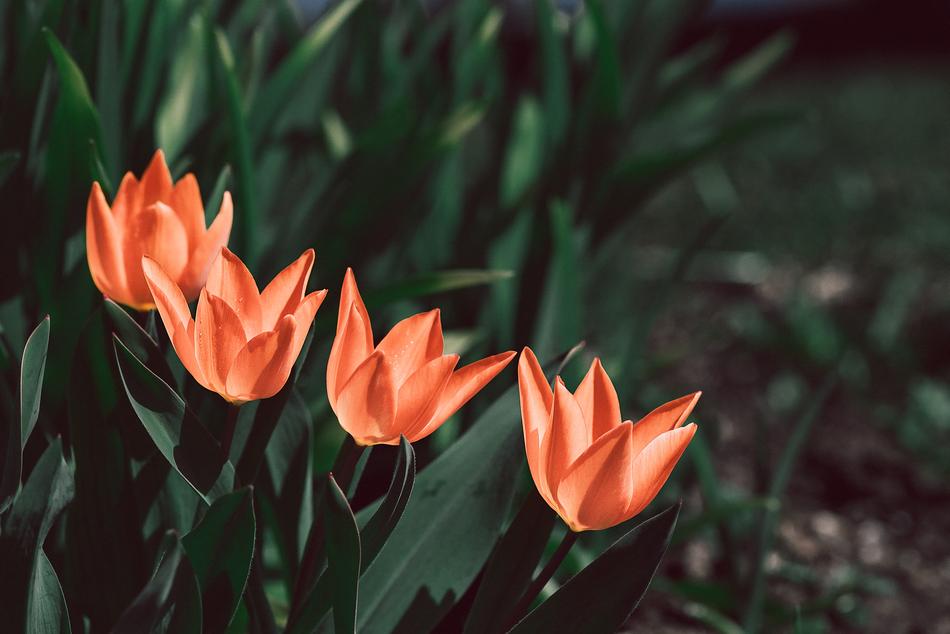 Tulips Orange