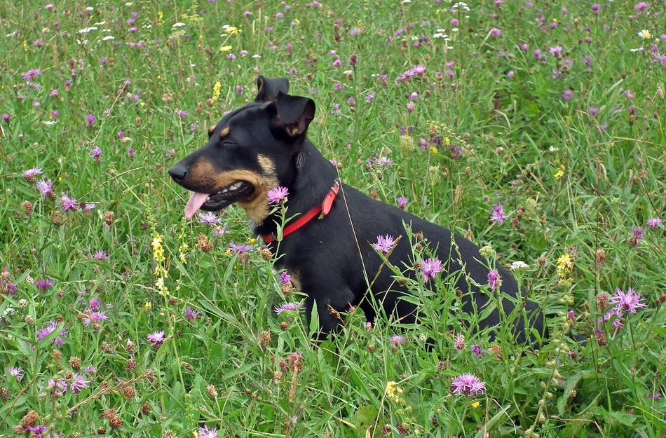 Lawn Meadow Nature