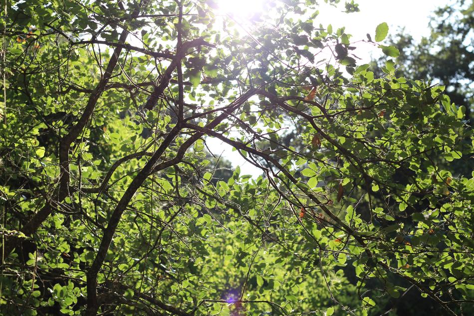Tree Nature Leaf