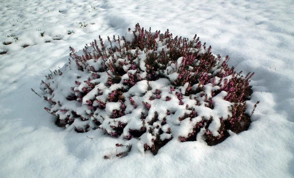 Winter Frost Snow