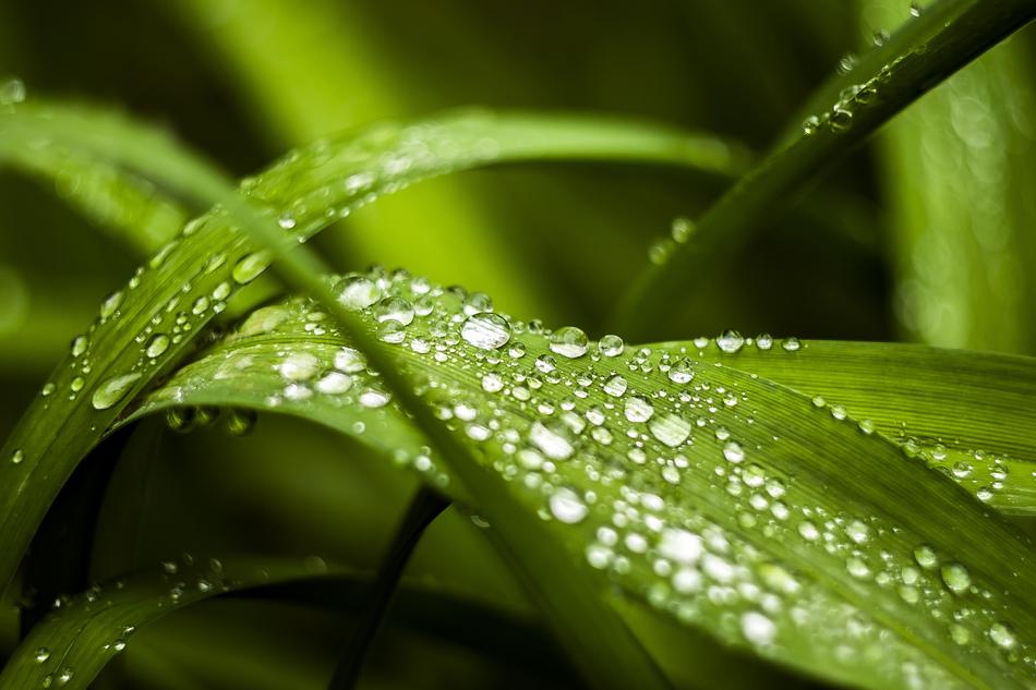 Morning Dew Grass