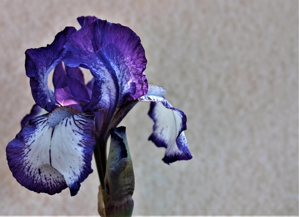 Flower Nature Iris